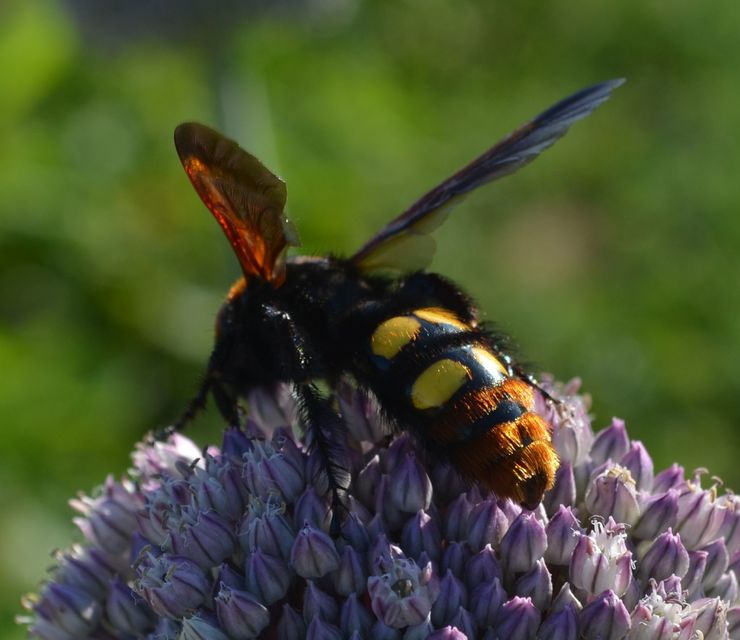 Megascolia maculata - óriás-tőrösdarázs