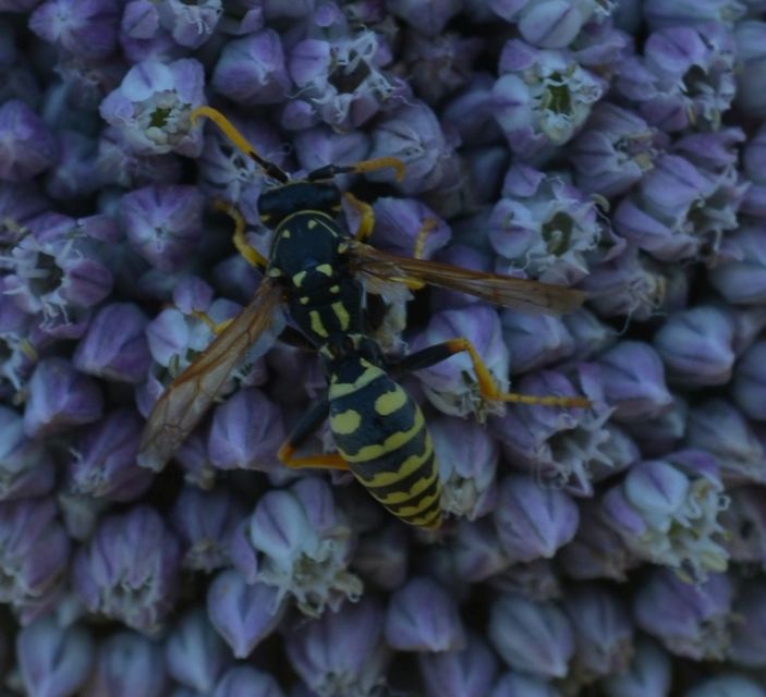 Polistes dominulus - déli papírdarázs
