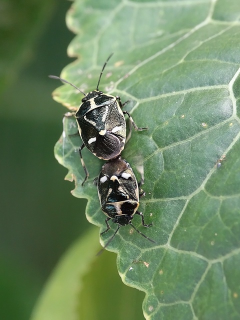 Eurydema oleracea - paréjpoloska Eurydema oleracea - paréjpoloska