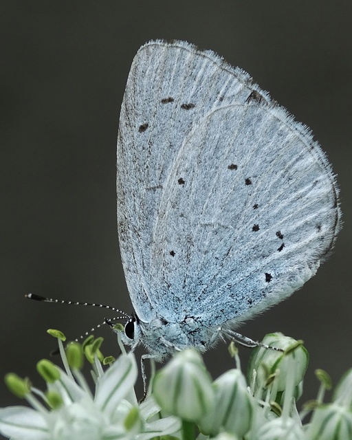 Celastrina argiolus - bengeboglárka