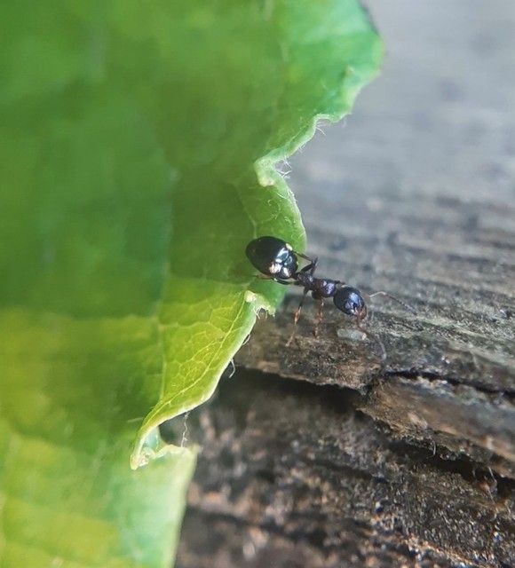 Dolichoderus quadripunctatus - négypettyes erdeihangya