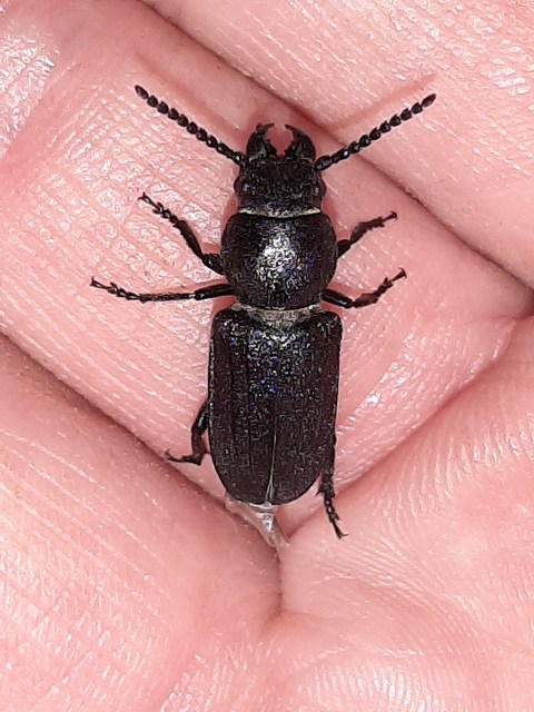Spondylis buprestoides - erdei félcincér