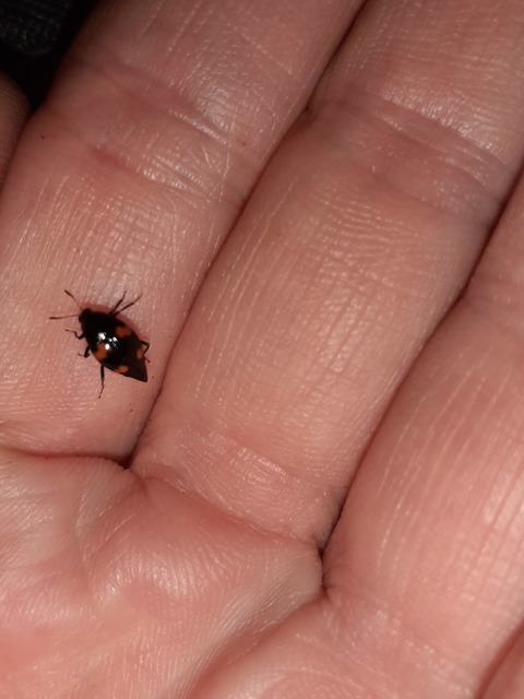 Scaphidium quadrimaculatum - négyfoltos sajkabogár