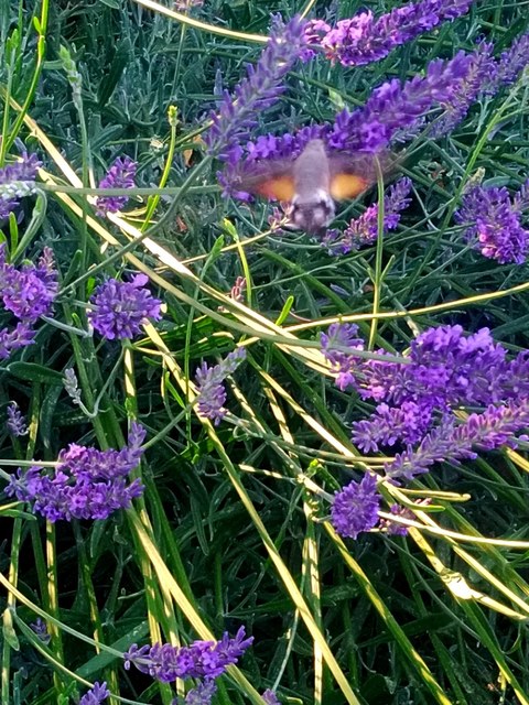 Macroglossum stellatarum - kacsafarkú szender