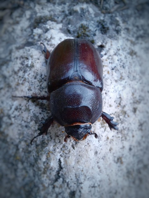 Oryctes nasicornis - orrszarvú bogár Oryctes nasicornis - orrszarvú bogár
