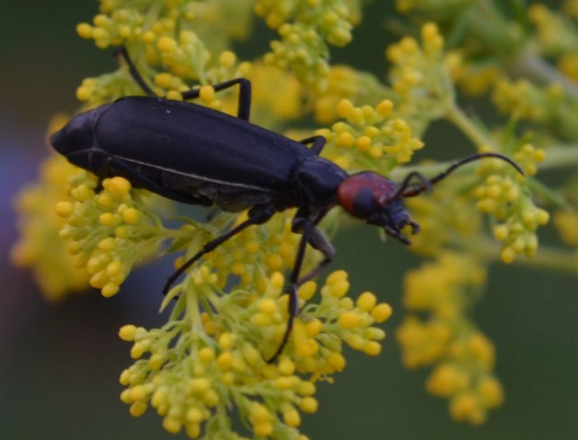 Epicauta rufidorsum - hollóbogár