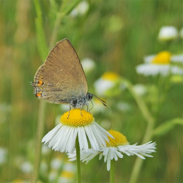 Satyrium acaciae - akác-csücsköslepke