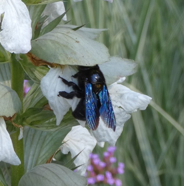 Xylocopa