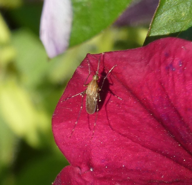 Culicidae - csípőszúnyogok