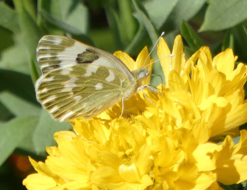 Pontia edusa - rezedalepke