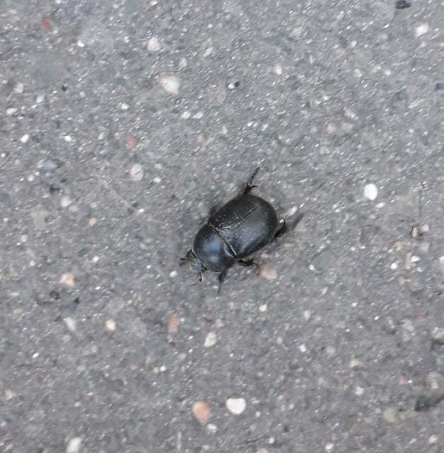 Pentodon idiota - butabogár