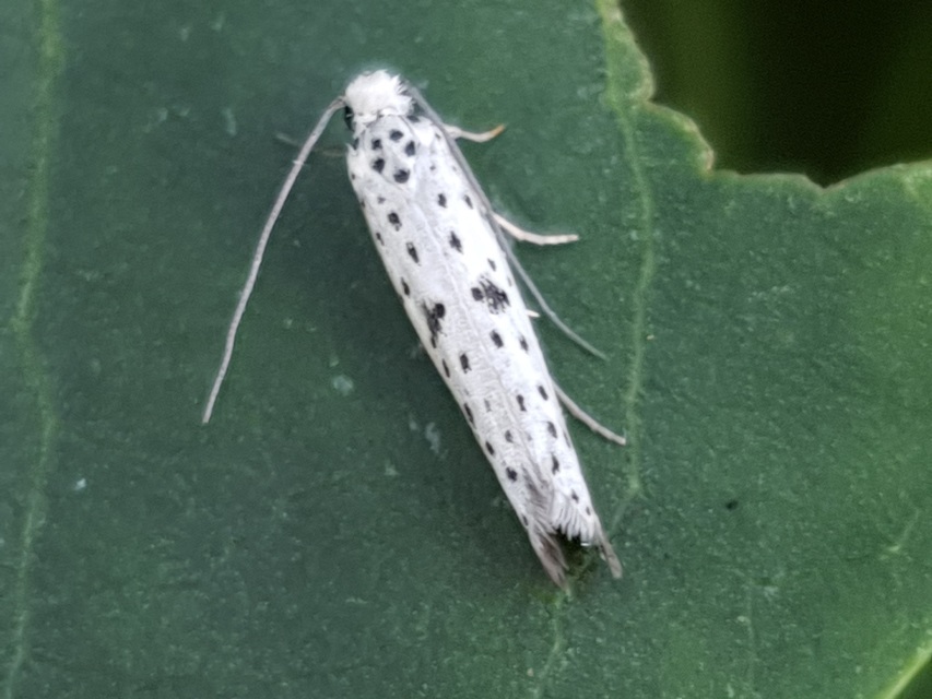 Yponomeuta plumbella - pókhálós bengemoly
