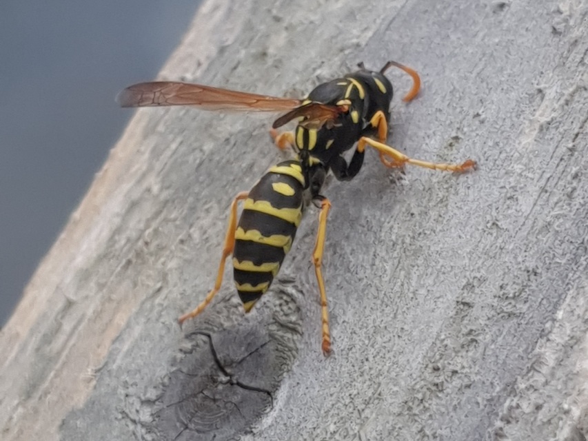 Polistes dominulus - déli papírdarázs