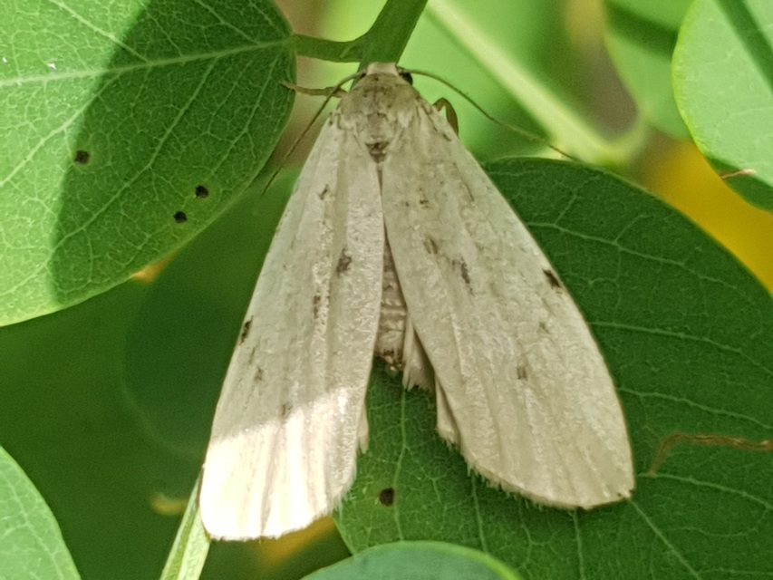 Pelosia muscerda - hamvas zuzmószövő