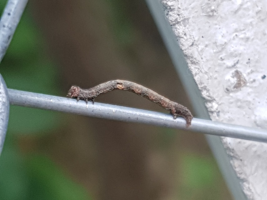 Agriopis bajaria - kökény-téliaraszoló