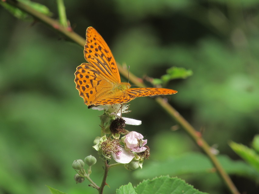 Argynnis paphia - nagy gyöngyházlepke