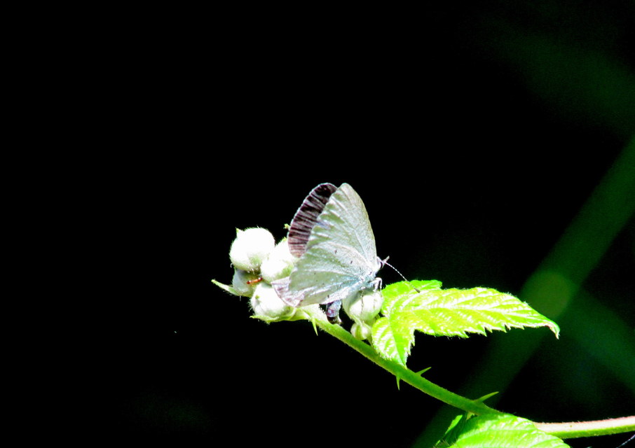 Celastrina argiolus - bengeboglárka