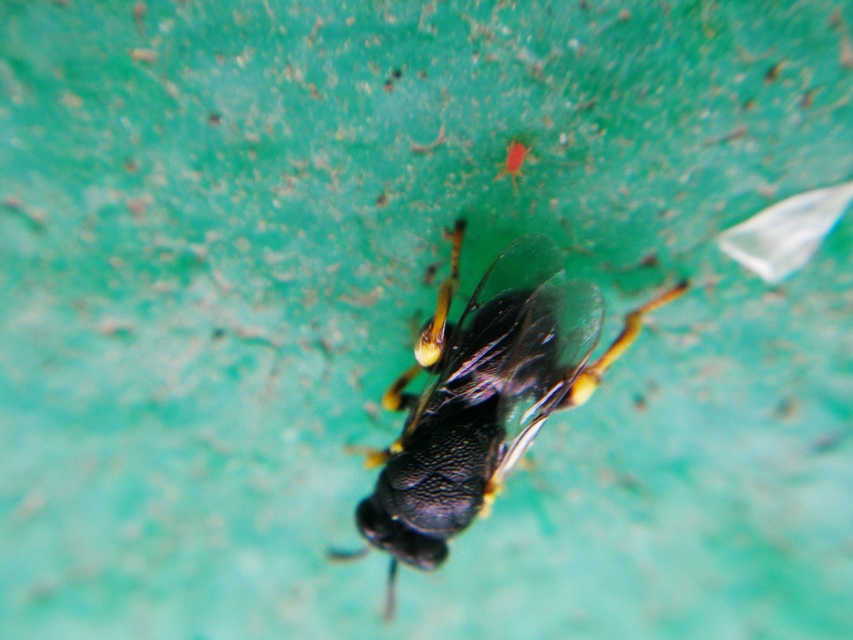 Brachymeria