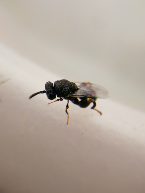 Brachymeria