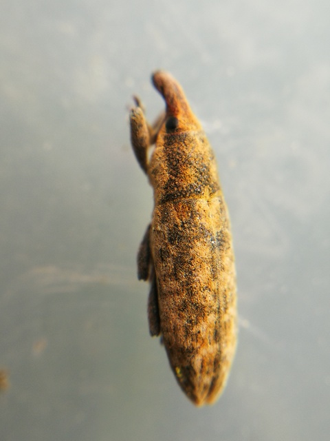 Lixus subtilis - disznóparéj-dudvabarkó