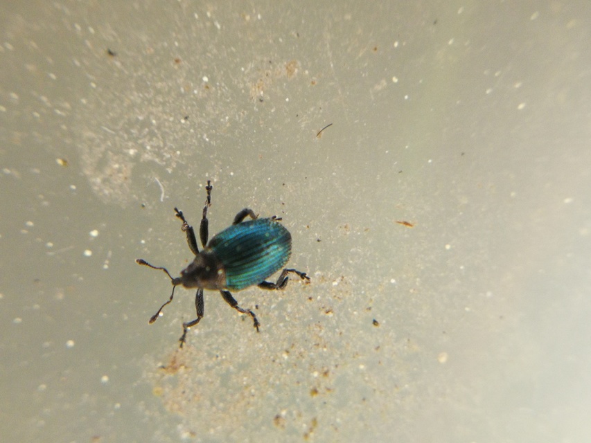 Ceutorhynchus erysimi - kis repcsény-ceutormányos
