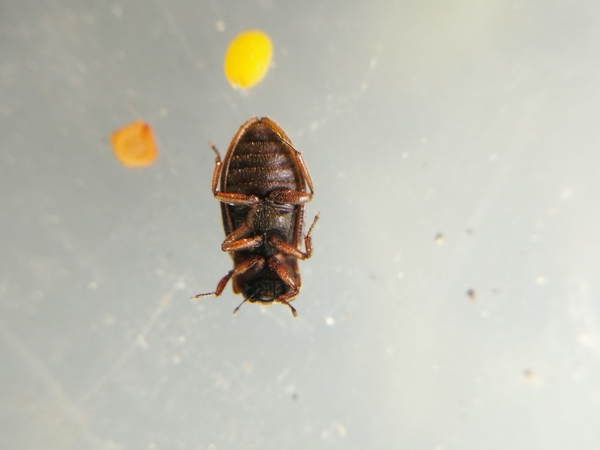 Helophorus nubilus - réti vésettcsibor