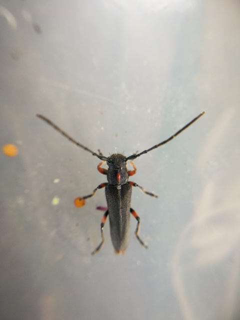 Phytoecia pustulata - parányi fűcincér