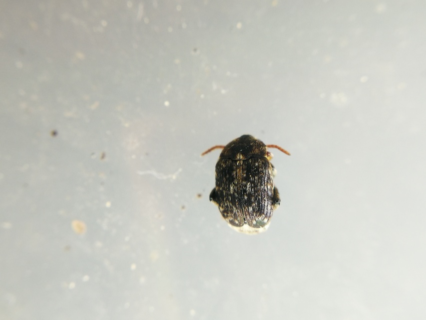 Bruchus Bruchus