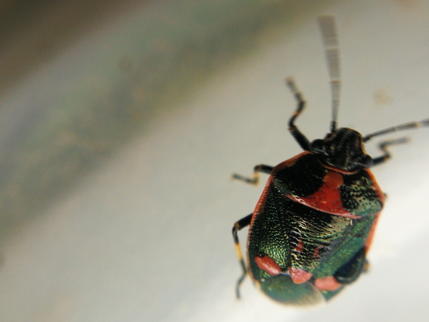 Eurydema oleracea - paréjpoloska Eurydema oleracea - paréjpoloska