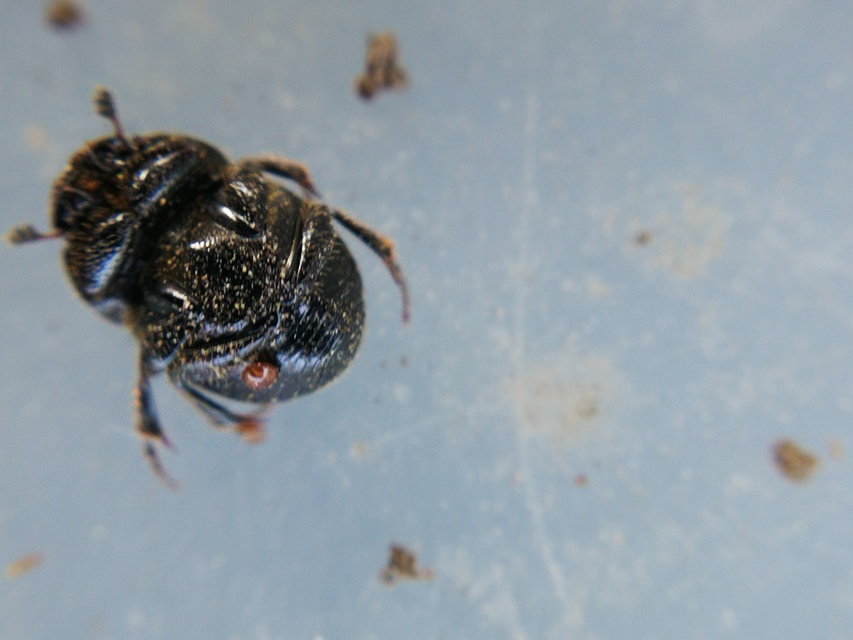 Onthophagus