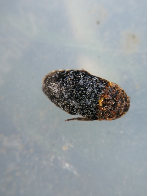Dermestes undulatus - márványos porva Dermestes undulatus - márványos porva