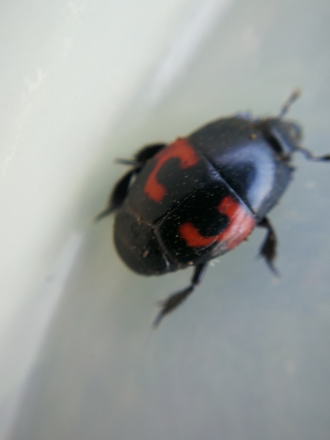 Hister quadrimaculatus - közönséges sutabogár