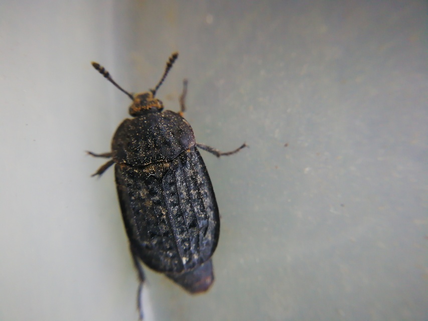 Thanatophilus rugosus - ripacsos dögbogár