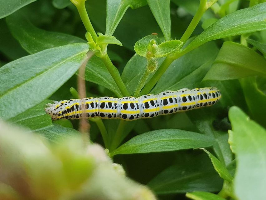 Calophasia platyptera - szürke apróbagoly