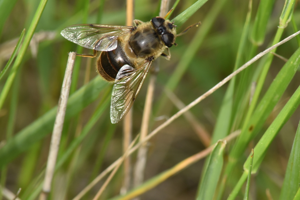 Eristalis tenax - közönséges herelégy