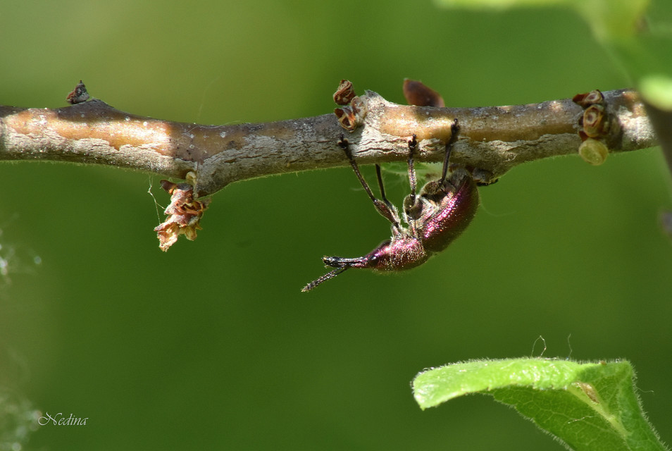 Rhynchites auratus - aranyos eszelény Rhynchites auratus - aranyos eszelény