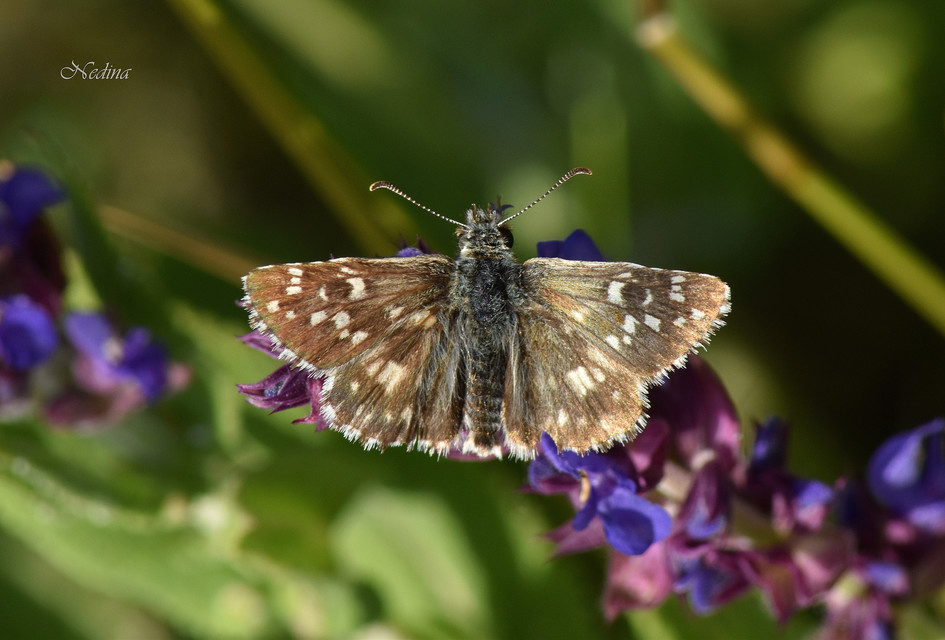 Pyrgus armoricanus - feles busalepke