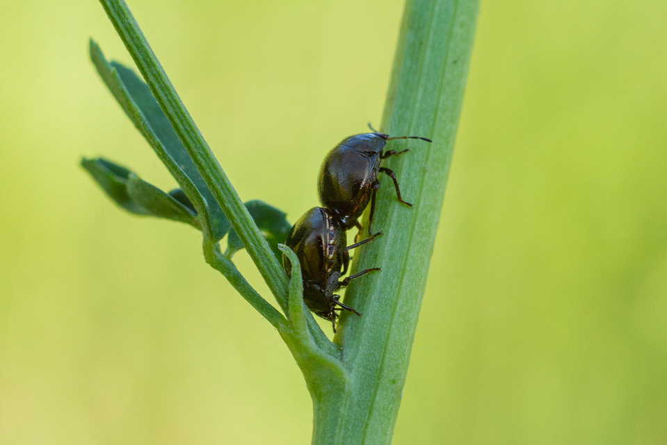 Coptosoma scutellatum - bödepoloska Coptosoma scutellatum - bödepoloska