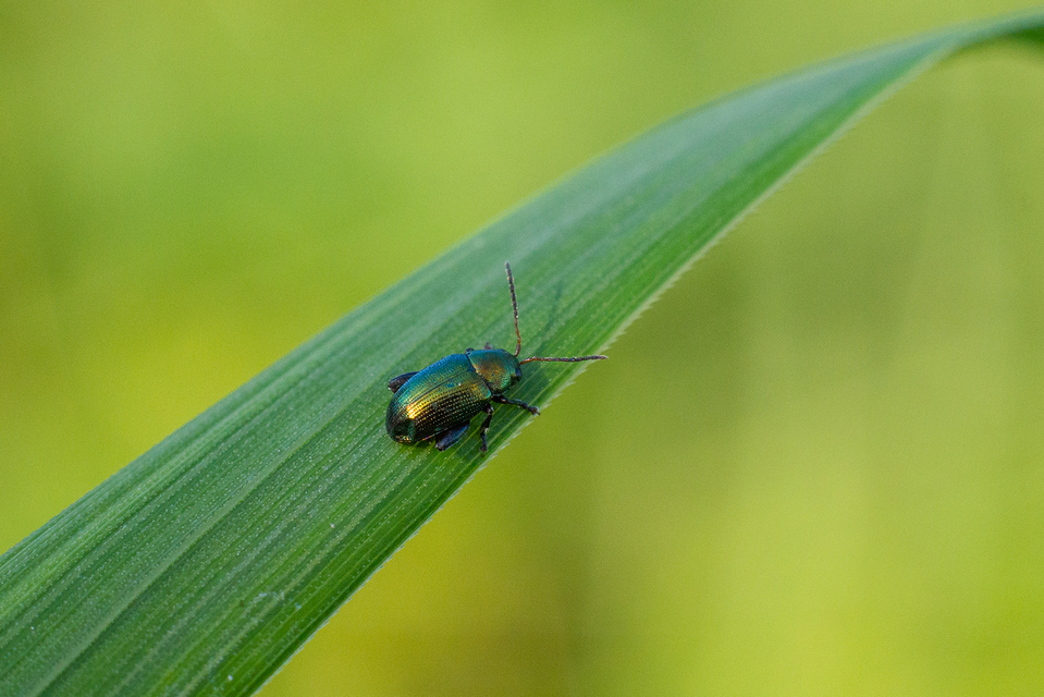 Chaetocnema Chaetocnema