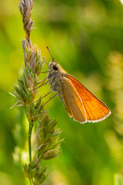 Thymelicus lineola - vonalas busalepke