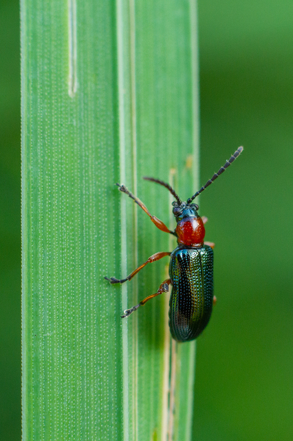 Oulema melanopus/duftschmidi