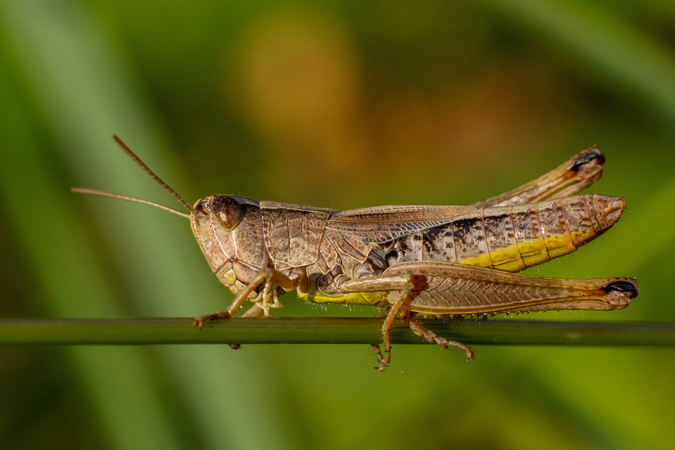 Pseudochorthippus parallelus - közönséges rétisáska
