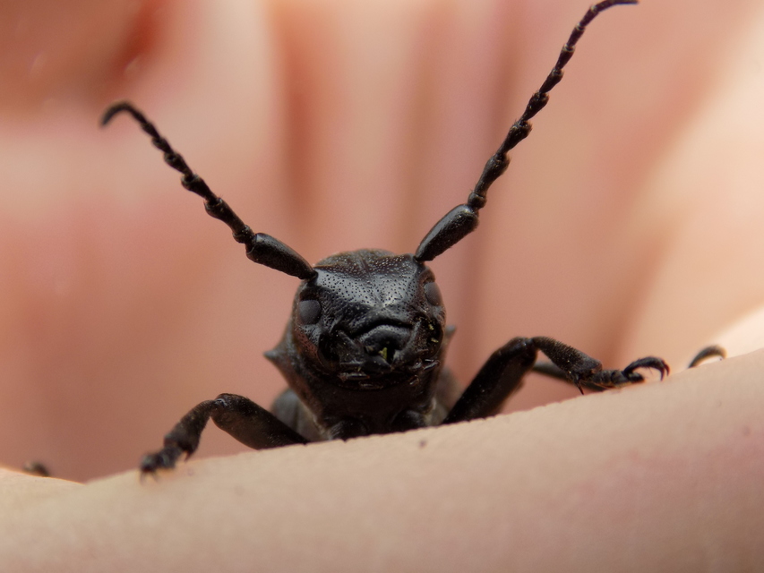Dorcadion aethiops - fekete gyalogcincér