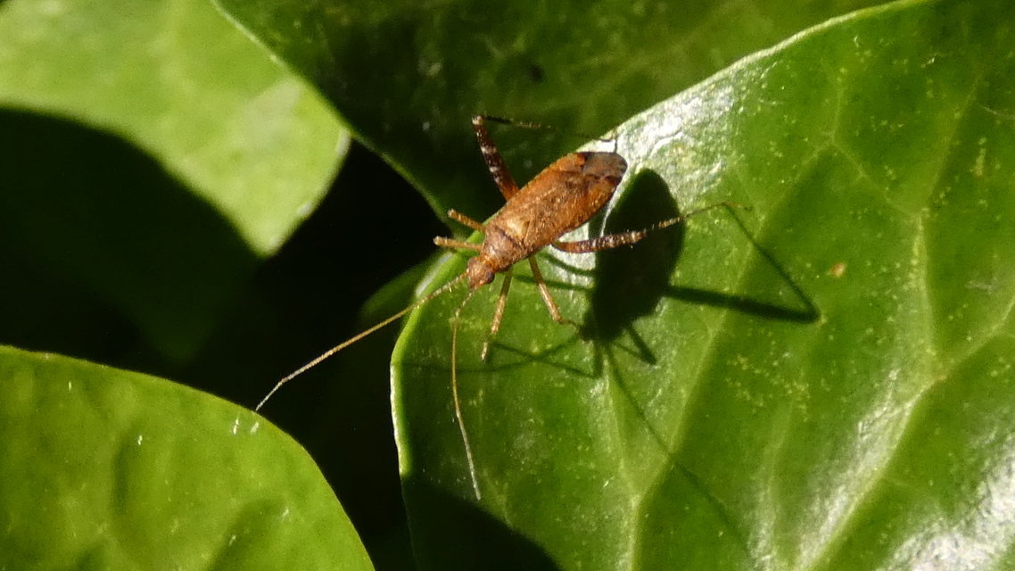 Phytocoris