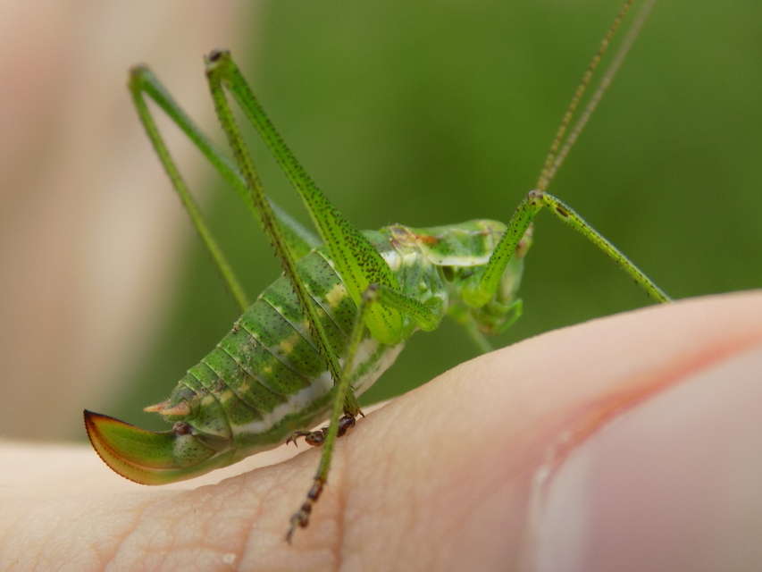 Leptophyes albovittata - közönséges virágszöcske