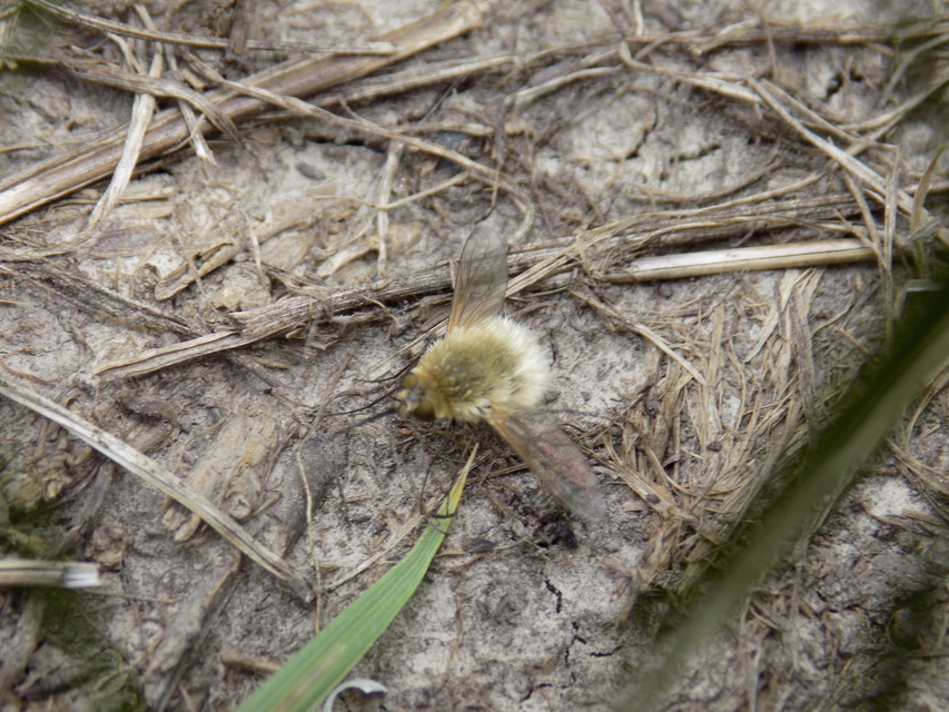 Systoechus gradatus