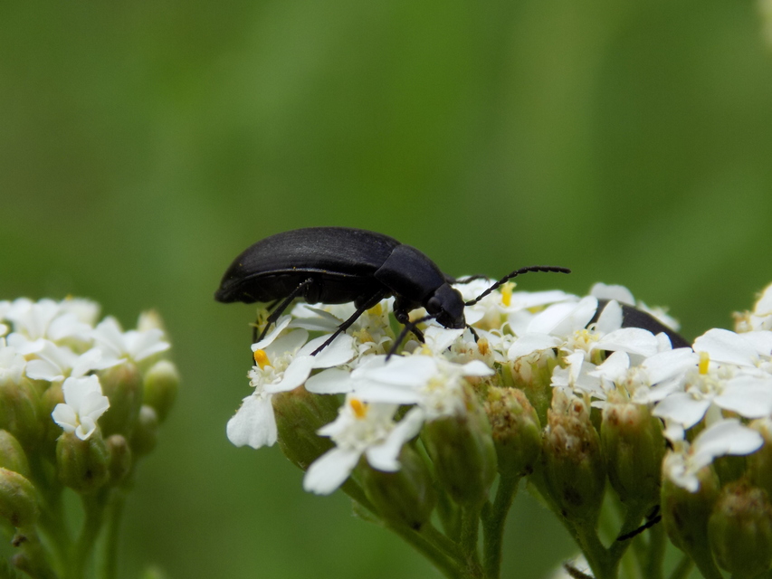Podonta nigrita - szerecsenbogár