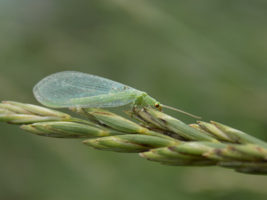 Chrysopidae - zöldfátyolkák