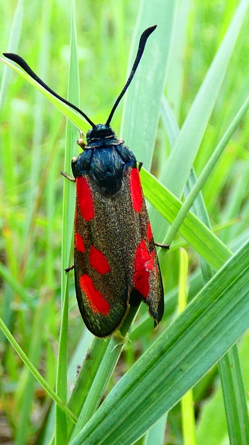 Zygaena filipendulae - acélszínű csüngőlepke