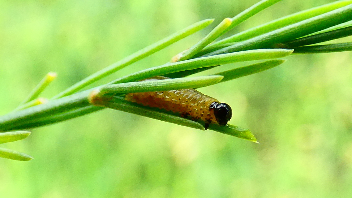 Crioceris